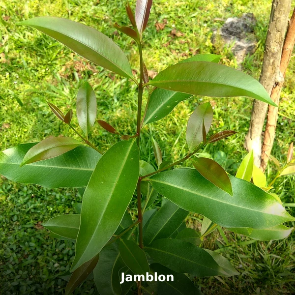 Photographie de Jamblon (Syzygium cumini), source Wikimedia Commons, plante médicinale africaine documentée