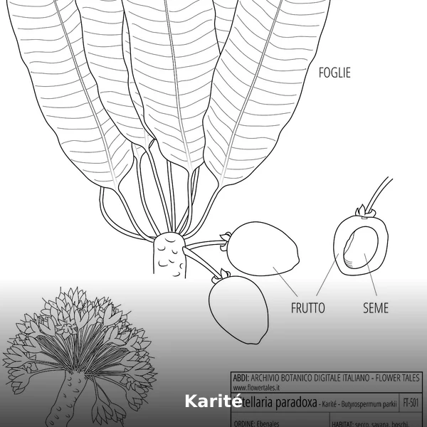 Photographie de Karité (Vitellaria paradoxa), source Wikimedia Commons, plante médicinale africaine documentée