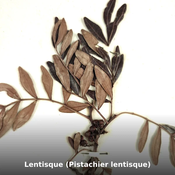 Photographie de Lentisque (Pistachier lentisque) (Pistacia lentiscus), source Wikimedia Commons, plante médicinale africaine documentée