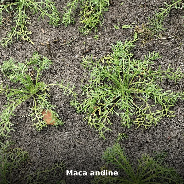 Photographie de Maca andine (Lepidium meyenii), source Wikimedia Commons, plante médicinale africaine documentée