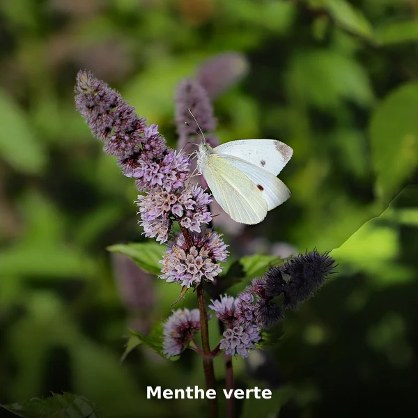 Photographie de Menthe verte (Mentha spicata), source Wikimedia Commons, plante médicinale africaine documentée