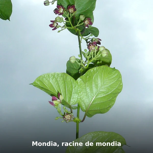Photographie de Mondia, racine de mondia (Mondia whitei), source Wikimedia Commons, plante médicinale africaine documentée