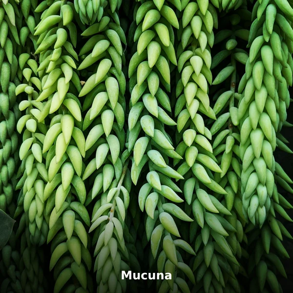 Photographie de Mucuna (Mucuna pruriens), plante médicinale africaine de la phytothérapie traditionnelle