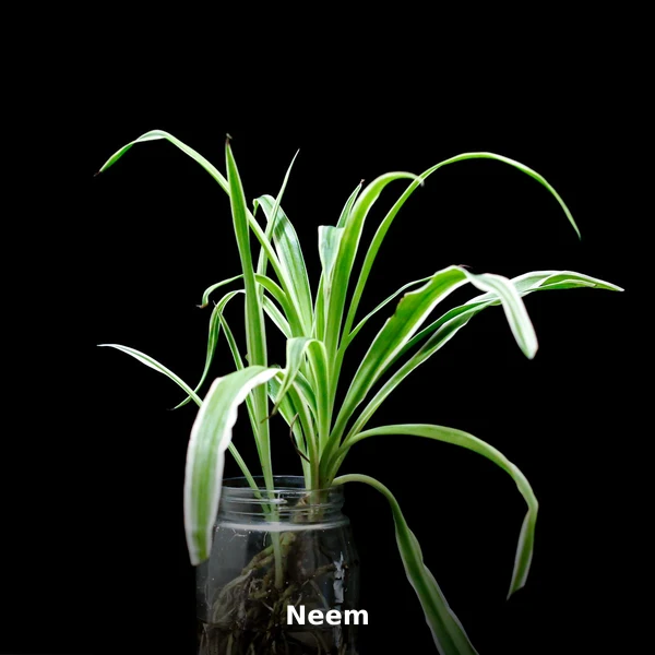 Photographie de Neem (Azadirachta indica), plante médicinale africaine reconnue pour propriétés antibactériennes en phytothérapie