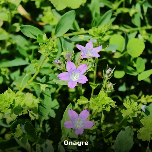 Photographie de Onagre (Oenothera biennis), plante médicinale africaine reconnue pour améliore la qualité de la glaire en phytothérapie