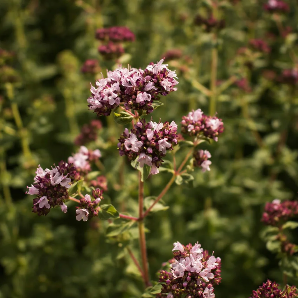 Origanum compactum (zaatar marocain), plante médicinale aromatique du Maroc