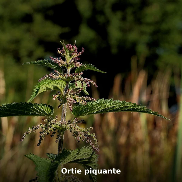 Photographie de Ortie piquante (Urtica dioica), source Wikimedia Commons, plante médicinale africaine documentée