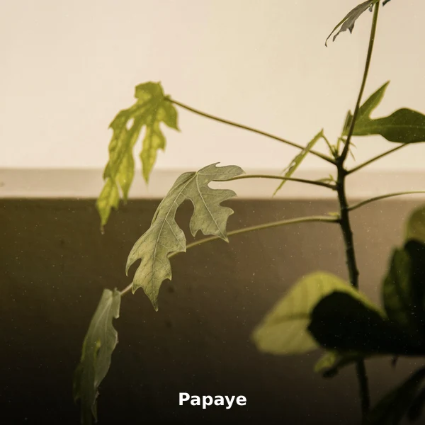 Photographie de Papaye (Carica papaya), plante médicinale africaine reconnue pour améliore la digestion grâce à la en phytothérapie