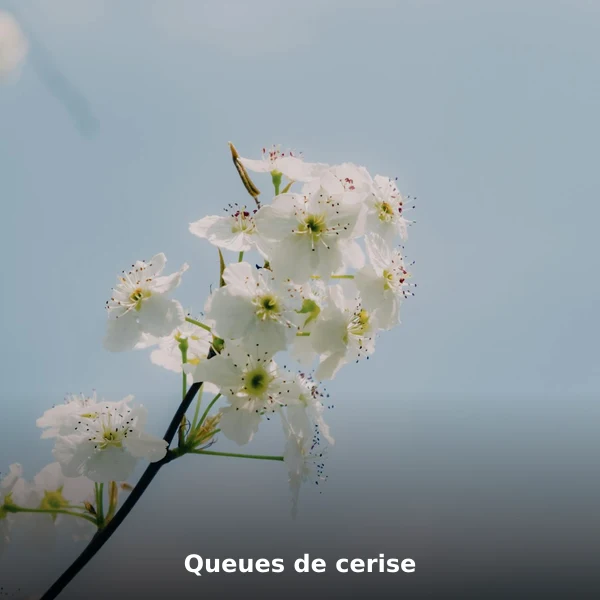 Photographie de Queues de cerise (Prunus cerasus), plante médicinale africaine de la phytothérapie traditionnelle