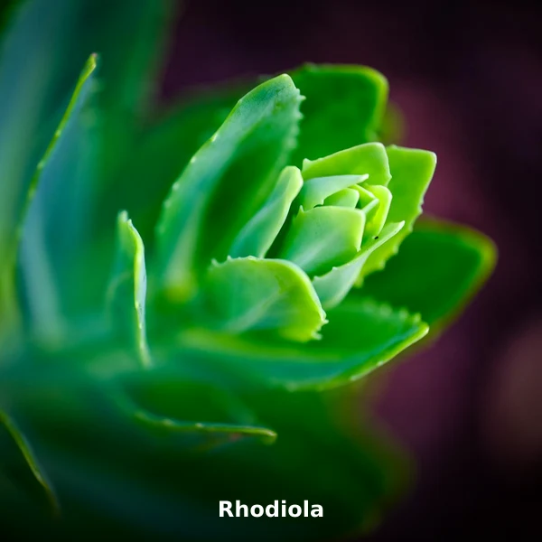 Photographie de Rhodiola (Rhodiola rosea), plante médicinale africaine de la phytothérapie traditionnelle