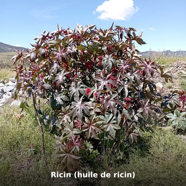 Photographie de Ricin (huile de ricin) (Ricinus communis), source Wikimedia Commons, plante médicinale africaine documentée