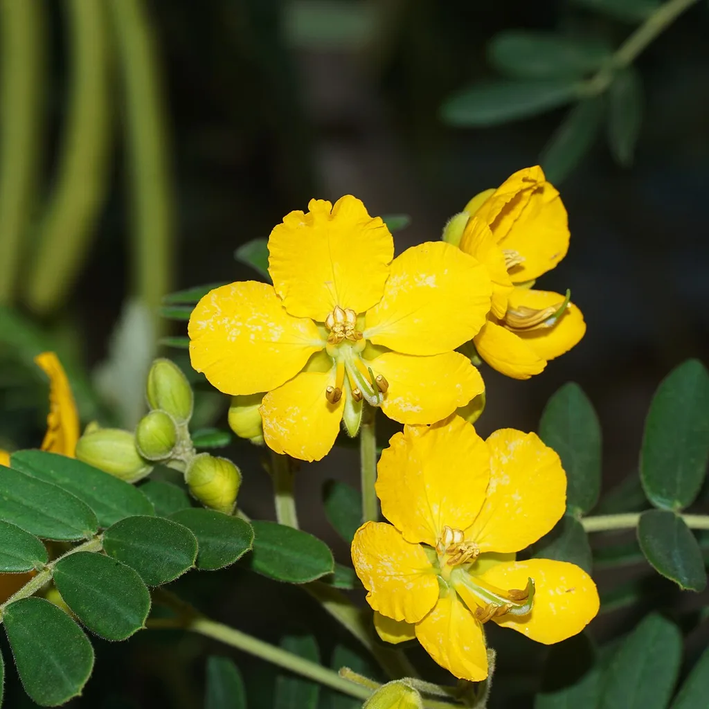 séné (Senna alexandrina), plante médicinale laxative