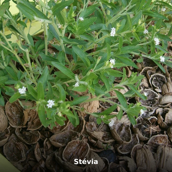 Photographie de Stévia (Stevia rebaudiana), source Wikimedia Commons, plante médicinale africaine documentée