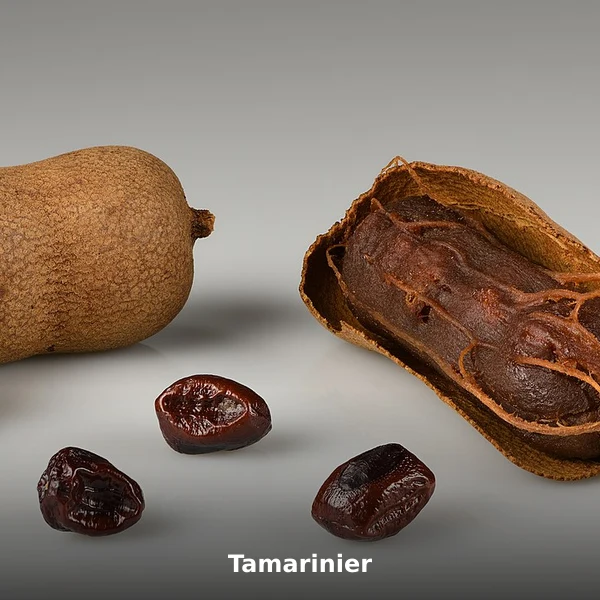 Photographie de Tamarinier (Tamarindus indica), source Wikimedia Commons, plante médicinale africaine documentée