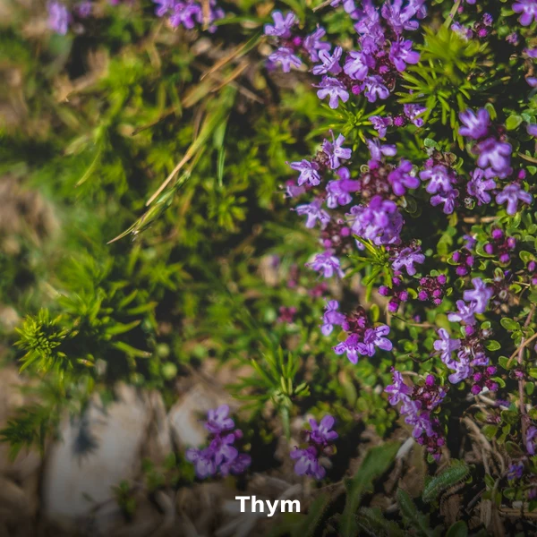 Photographie de Thym (Thymus vulgaris), plante médicinale africaine reconnue pour apaise la toux en phytothérapie