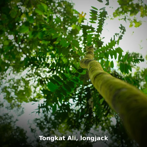 Photographie de Tongkat Ali, longjack (Eurycoma longifolia), source Wikimedia Commons, plante médicinale africaine documentée