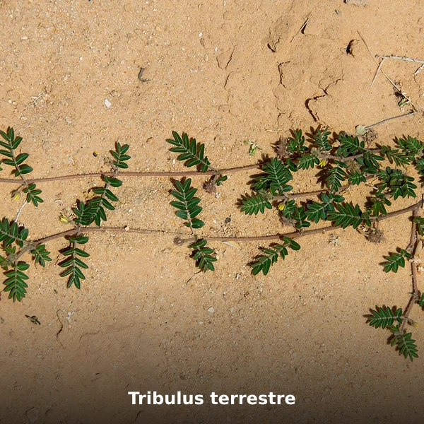 Photographie de Tribulus terrestre (Tribulus terrestris), source Wikimedia Commons, plante médicinale africaine documentée