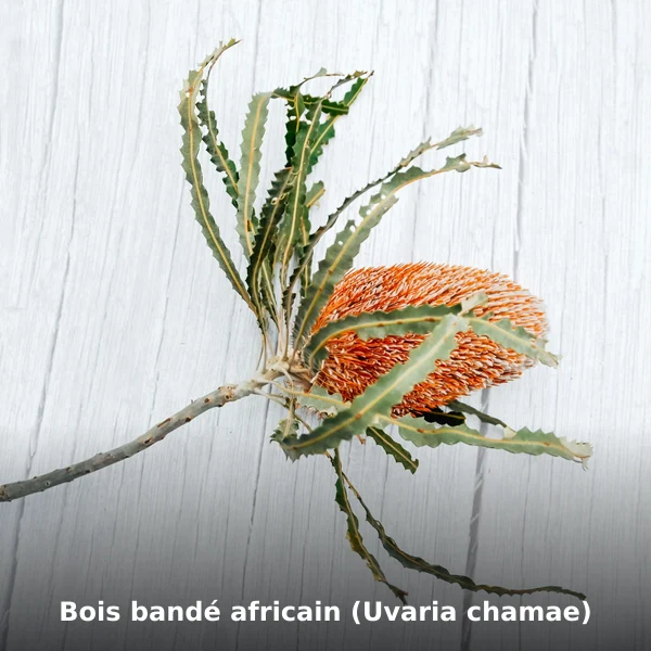 Photographie de Bois bandé africain (Uvaria chamae) (Uvaria chamae), plante médicinale africaine de la phytothérapie traditionnelle