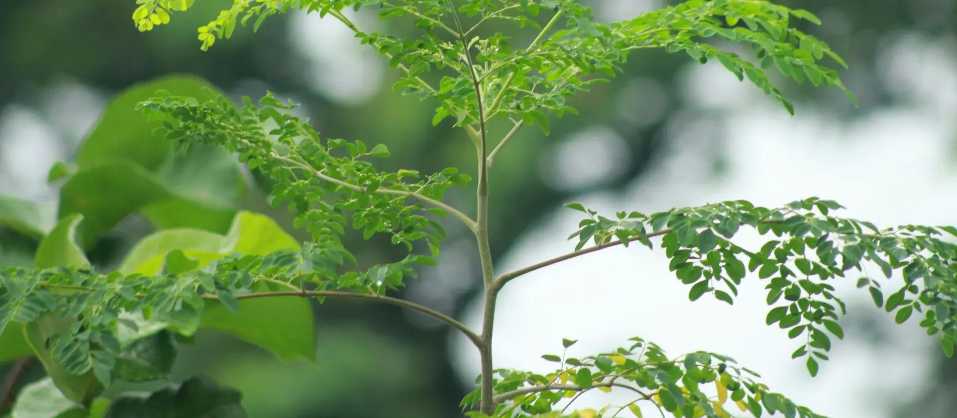 Feuillage de moringa en gros plan, photographie moderne de plantes médicinales africaines.